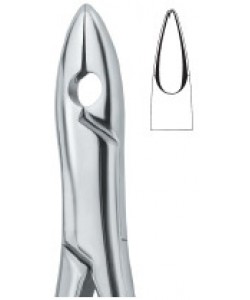 Incisors and Bicuspids 1