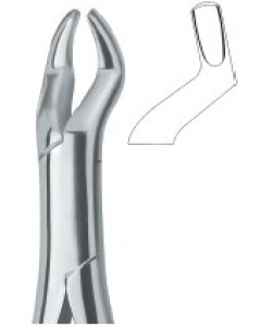 Molars and third molars 10S