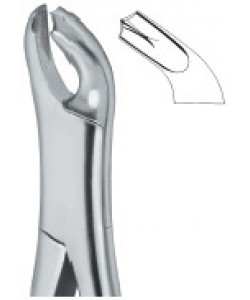 Molars 17