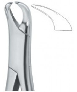 Molars 