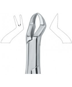 Nevius Molars , Left 88L
